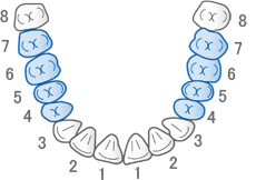 保険診療の対象となる歯